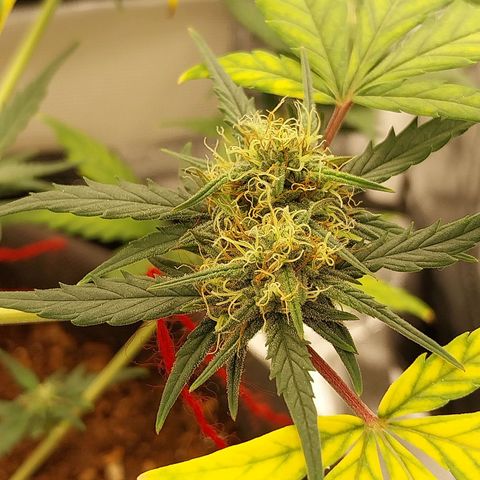 Gorilla Cookies Auto growlog timeline photo