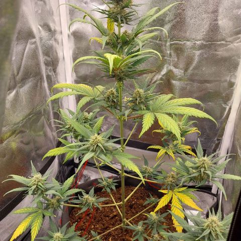 Gorilla Cookies Auto growlog timeline photo
