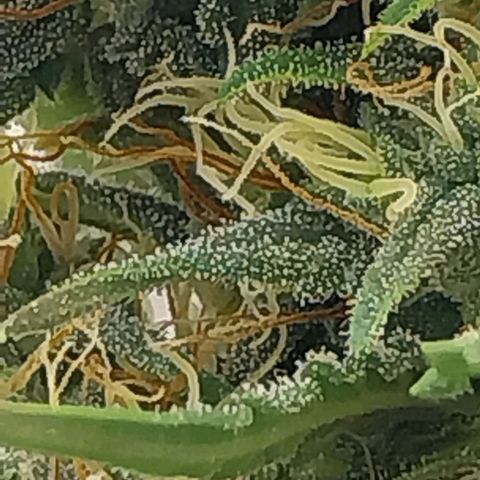Gorilla Cookies Auto growlog timeline photo
