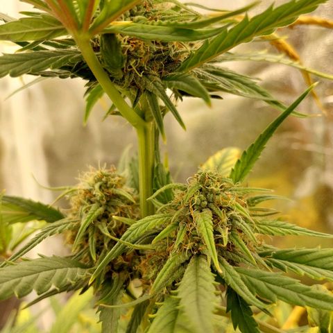 Gorilla Cookies Auto growlog timeline photo