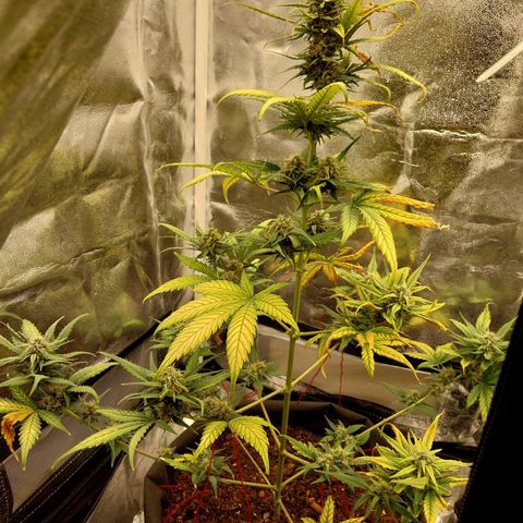 Gorilla Cookies Auto growlog timeline photo