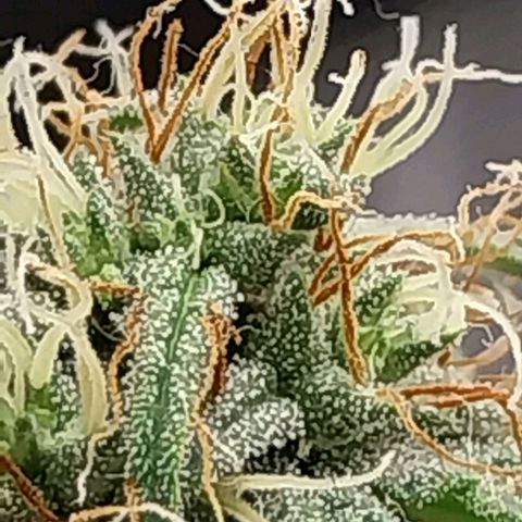 Gorilla Cookies Auto growlog timeline photo