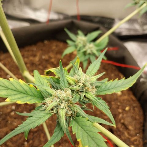 Gorilla Cookies Auto growlog timeline photo