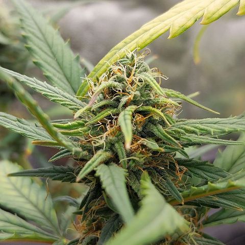 Gorilla Cookies Auto growlog timeline photo