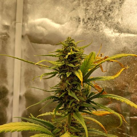 Gorilla Cookies Auto growlog timeline photo