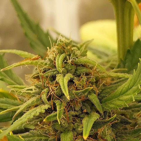 Gorilla Cookies Auto growlog timeline photo