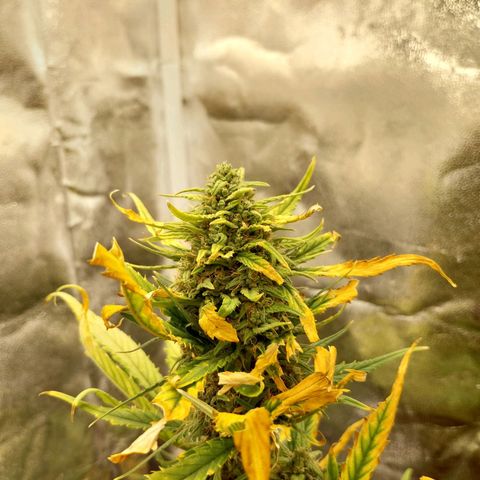Gorilla Cookies Auto growlog timeline photo