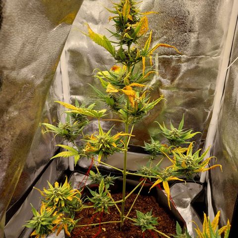 Gorilla Cookies Auto growlog timeline photo