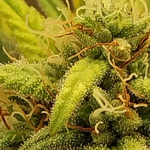 Gorilla Cookies Auto growlog timeline photo