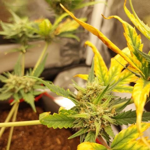 Gorilla Cookies Auto growlog timeline photo