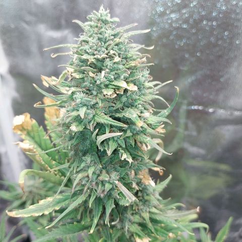 Gorilla Cookies Auto growlog timeline photo