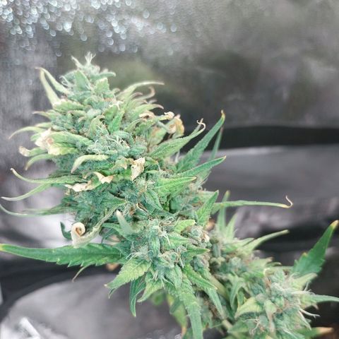 Gorilla Cookies Auto growlog timeline photo