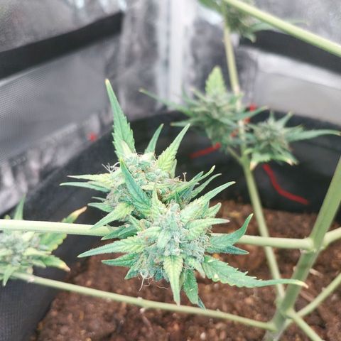 Gorilla Cookies Auto growlog timeline photo