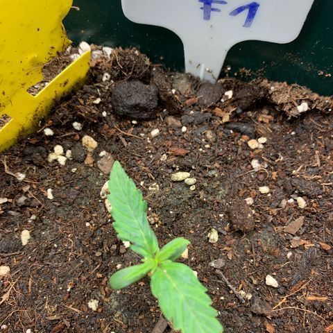 Titan F1 Auto growlog timeline photo
