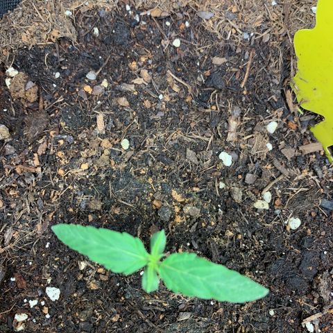 Titan F1 Auto growlog timeline photo