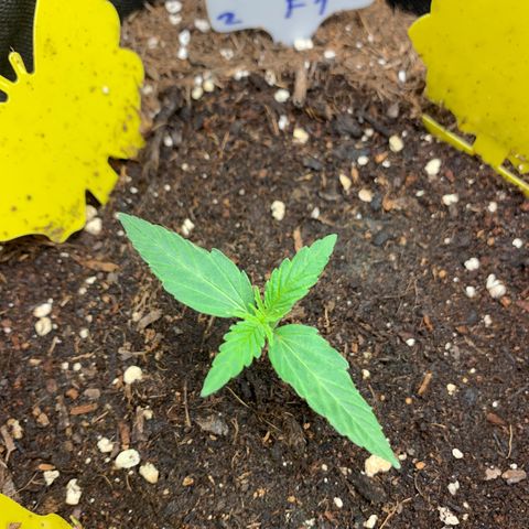 Titan F1 Auto growlog timeline photo