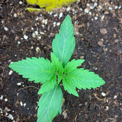 Titan F1 Auto growlog photo: Little bit Heat Stress 
Lights set Higher 