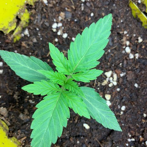 Titan F1 Auto growlog photo: Little bit Heat Stress 
Lights set Higher 
