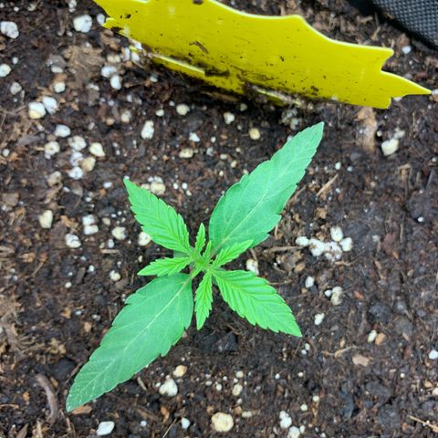 Titan F1 Auto growlog photo: Little bit Heat Stress 
Lights set Higher 