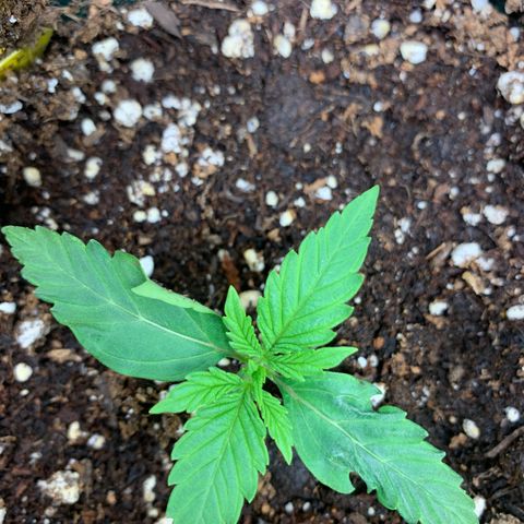 Titan F1 Auto growlog photo: Little bit Heat Stress 
Lights set Higher 