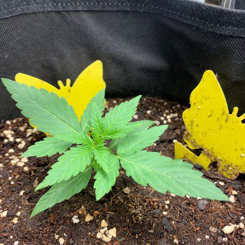 Titan F1 Auto growlog timeline photo