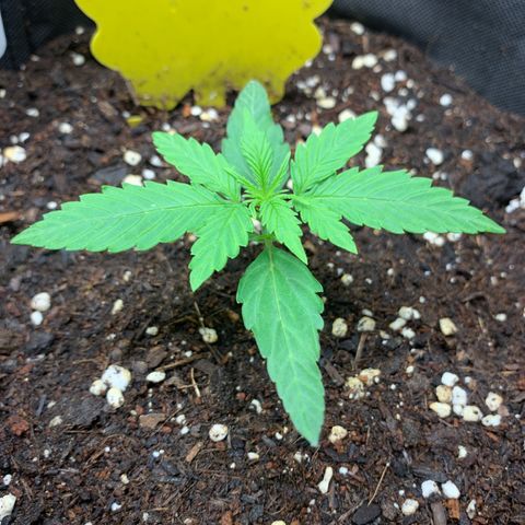 Titan F1 Auto growlog timeline photo