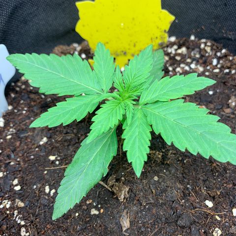 Titan F1 Auto growlog timeline photo