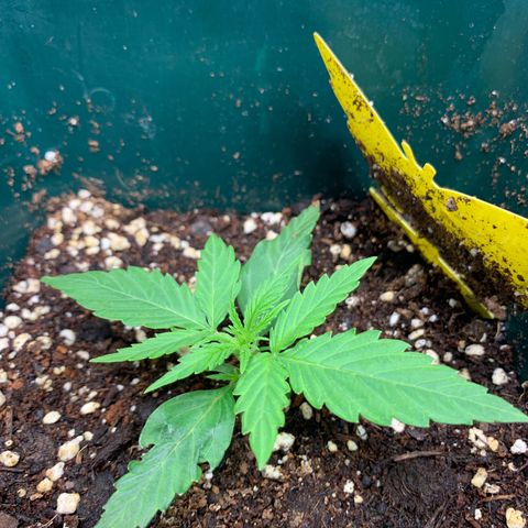Titan F1 Auto growlog timeline photo