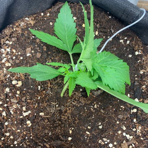 Titan F1 Auto growlog photo: LST Training 