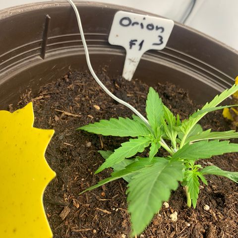 Titan F1 Auto growlog photo: LST Training 