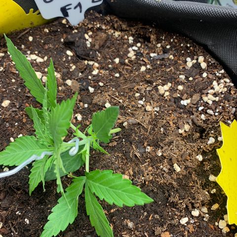 Titan F1 Auto growlog photo: LST Training 
