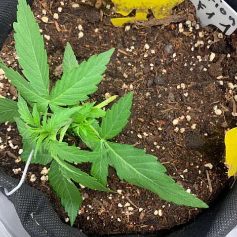 Titan F1 Auto growlog photo: LST Training 