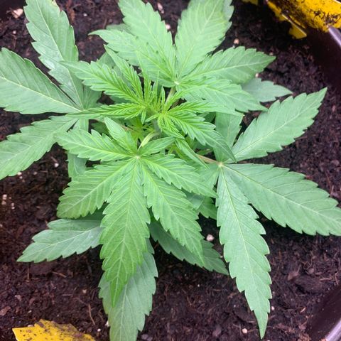 Titan F1 Auto growlog timeline photo