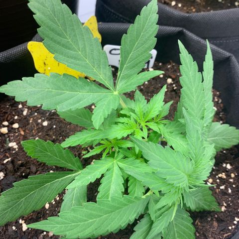 Titan F1 Auto growlog timeline photo