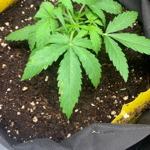 Titan F1 Auto growlog timeline photo