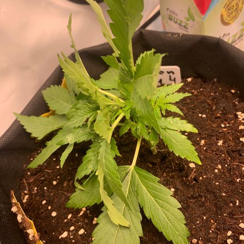 Titan F1 Auto growlog timeline photo