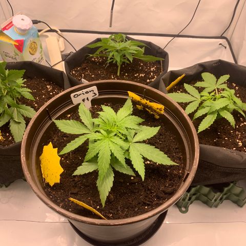 Titan F1 Auto growlog timeline photo