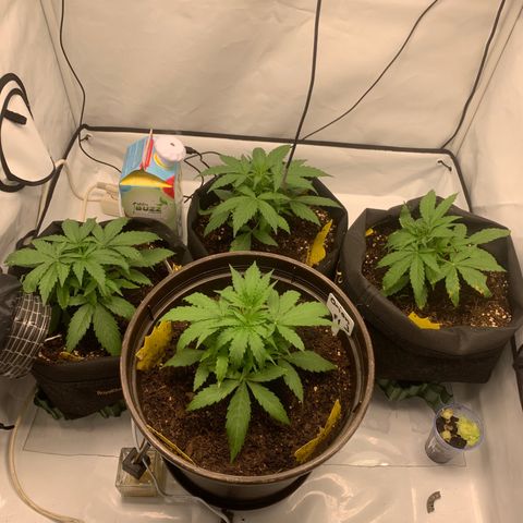 Titan F1 Auto growlog timeline photo