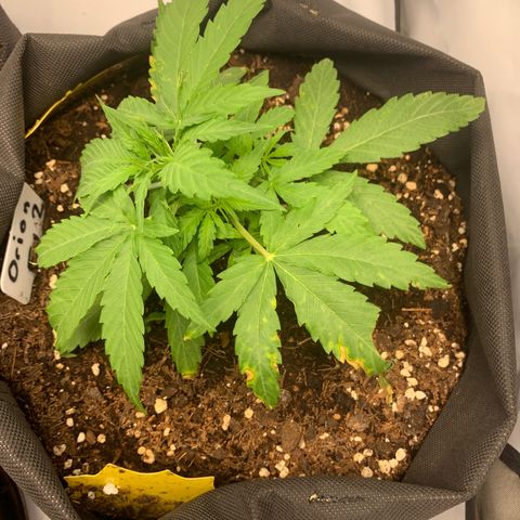 Titan F1 Auto growlog timeline photo