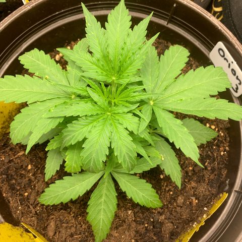 Titan F1 Auto growlog timeline photo