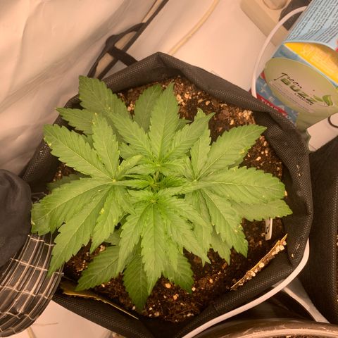 Titan F1 Auto growlog timeline photo