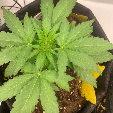 Titan F1 Auto growlog timeline photo