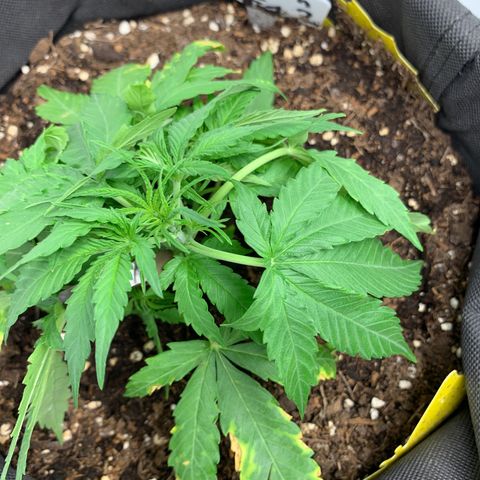 Titan F1 Auto growlog timeline photo