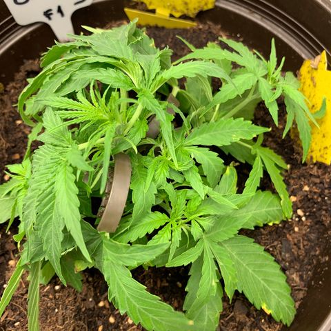 Titan F1 Auto growlog timeline photo