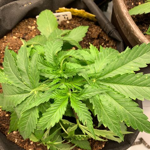 Titan F1 Auto growlog timeline photo