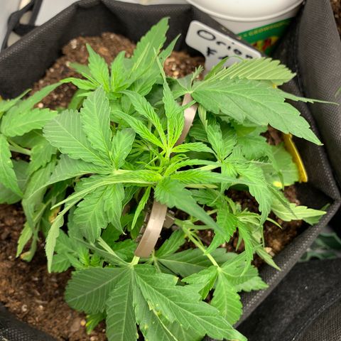 Titan F1 Auto growlog timeline photo