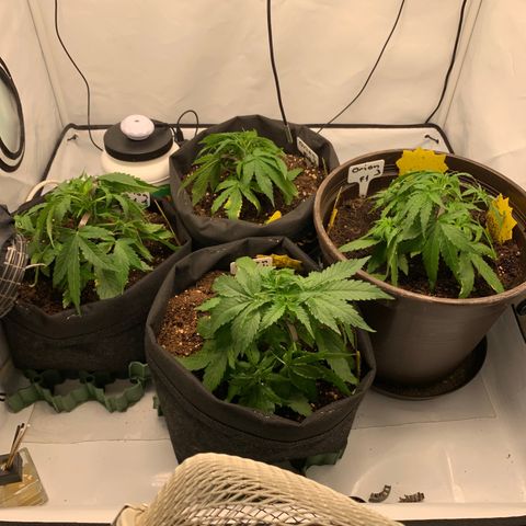 Titan F1 Auto growlog timeline photo