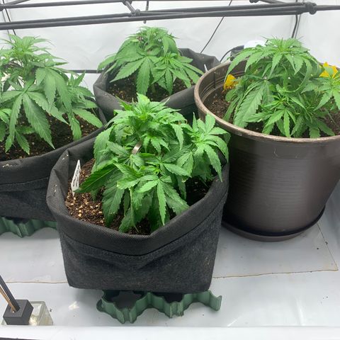 Titan F1 Auto growlog timeline photo