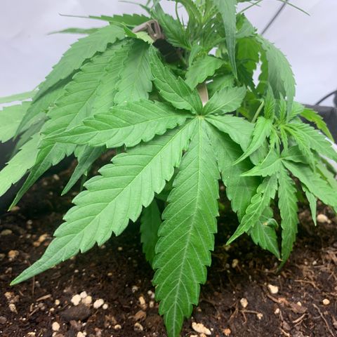Titan F1 Auto growlog timeline photo
