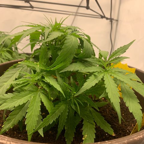 Titan F1 Auto growlog timeline photo